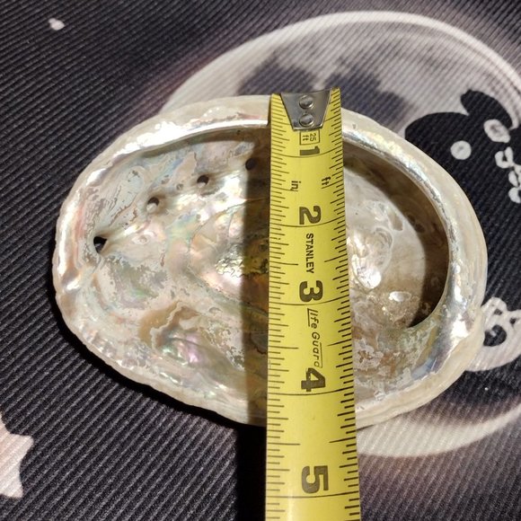 Small Abalone Seashell - Picture 4 of 4